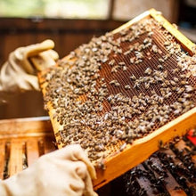 Load image into Gallery viewer, Aloe Arborescens by Father Romano Zago
